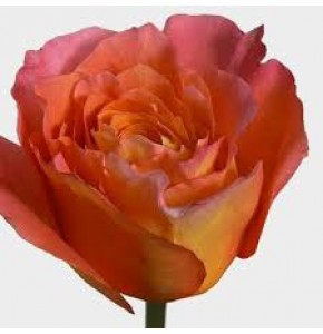 ΤΡΙΑΝΤΑΦΥΛΛΑ ΠΟΡΤΟΚΑΛΙ 40εκ. ROSEN FREE SPIRIT 40cm.